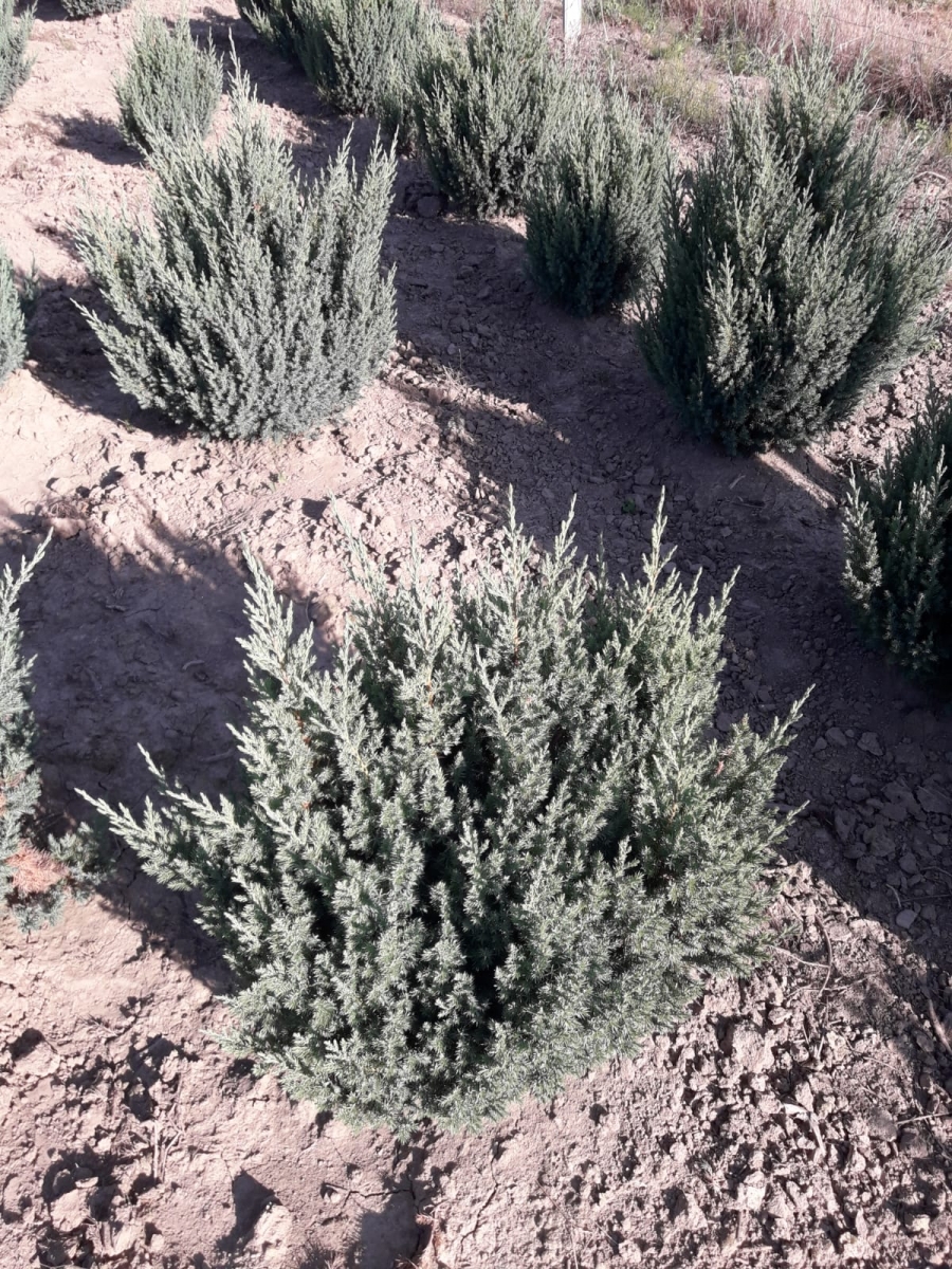 juniperus ch. stricts