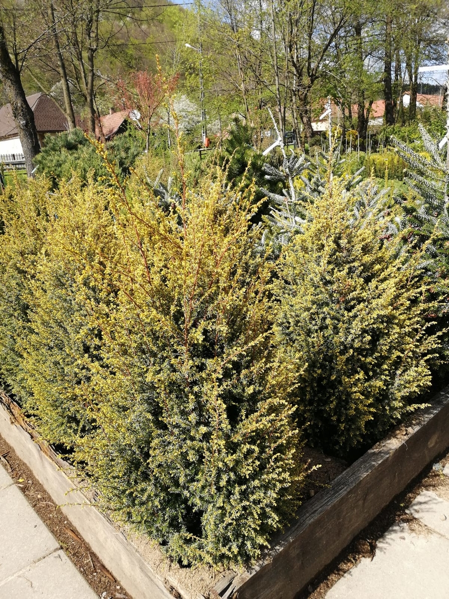 juniperus comm 02